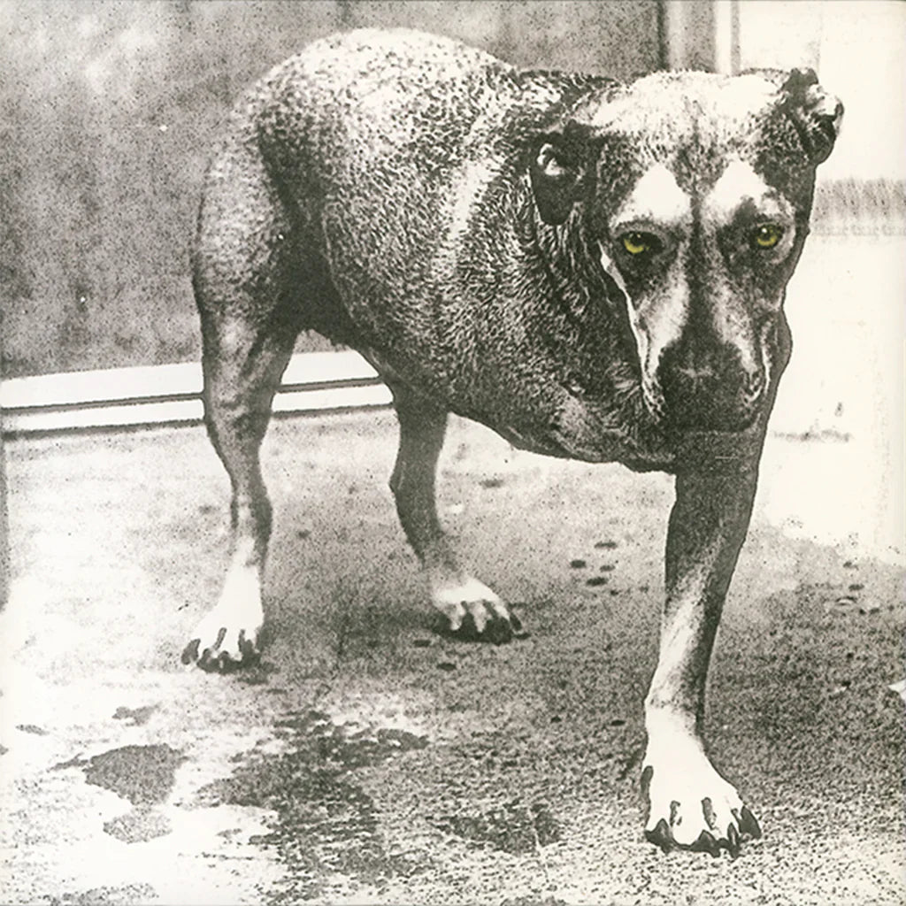 Alice In Chains - Alice In Chains (30th Anniversary) ( VINYL )