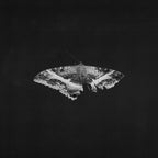 Kendrick Lamar - To Pimp A Butterfly (10th Anniversary) ( VINYL )