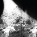 Godspeed You! Black Emperor - Asunder, Sweet and Other Distress ( VINYL )